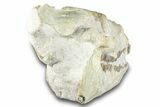 Fossil Oreodont (Merycoidodon) Skull - South Dakota #285132-5